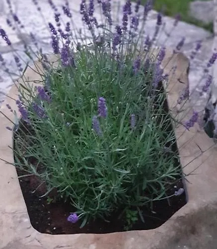 Lejlighed Cocaletto5