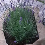Διαμέρισμα Cocaletto5