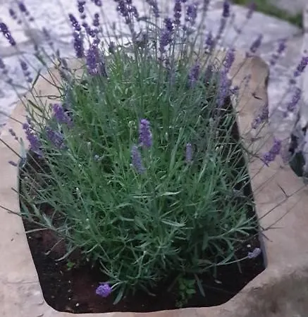 דירה Cocaletto5